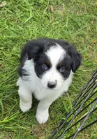 Black Tri female , a female Australian Shepherd for sale in White Cloud, MI – 1 of 4