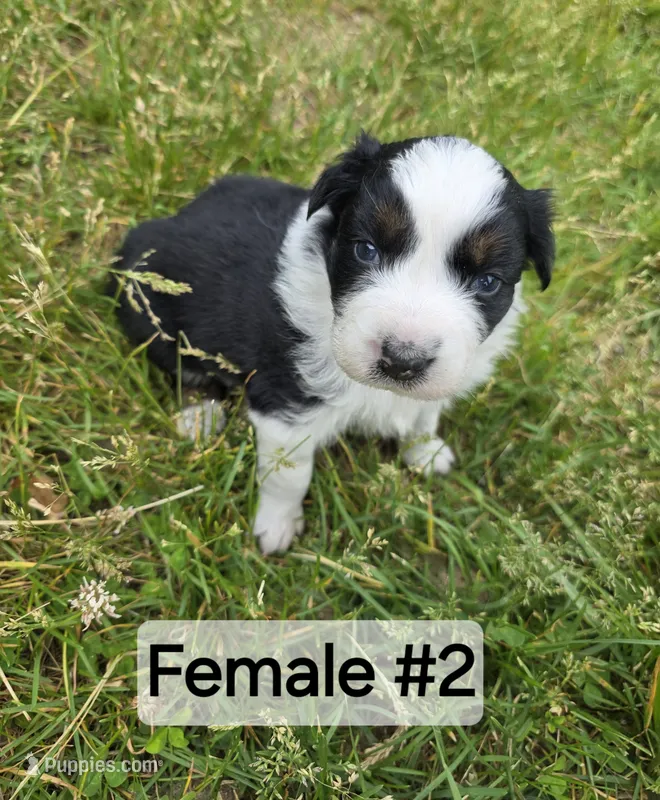 Black Tri female #2 – Australian Shepherd puppy for sale in White Cloud, MI