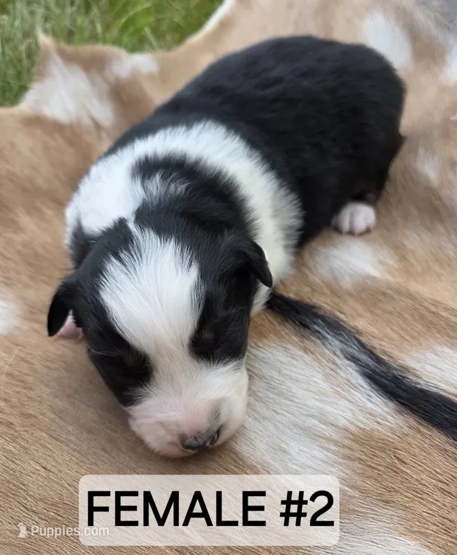 Black Tri female #2 – Australian Shepherd puppy for sale in White Cloud, MI