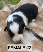 Black Tri female #2, a female Australian Shepherd for sale in White Cloud, MI – 1 of 6