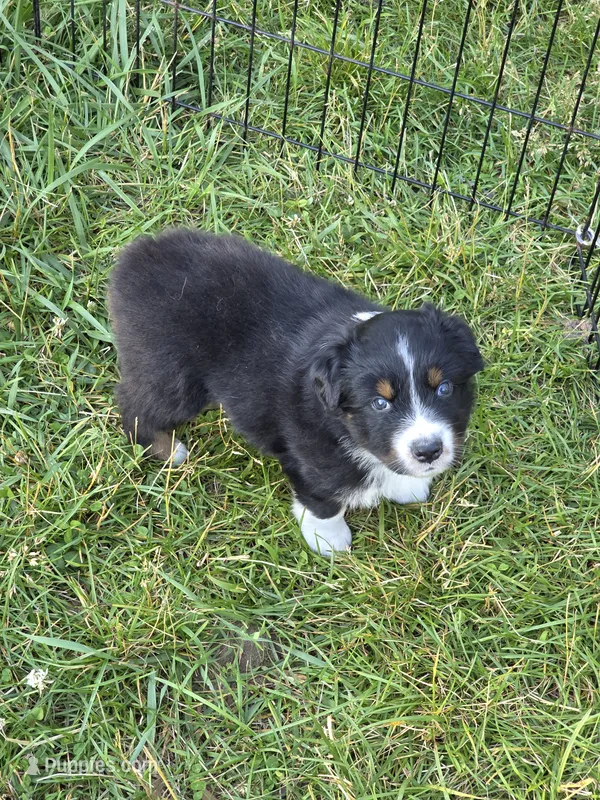 Black Tri male – Australian Shepherd puppy for sale in White Cloud, MI
