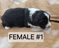 Black Tri female , a female Australian Shepherd for sale in White Cloud, MI – 1 of 6