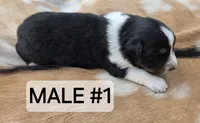 Black Tri male , a male Australian Shepherd for sale in White Cloud, MI – 2 of 6