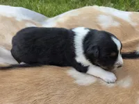 Black Tri male , a male Australian Shepherd for sale in White Cloud, MI – 4 of 6