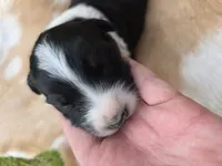 Black Tri female , a female Australian Shepherd for sale in White Cloud, MI – 3 of 6