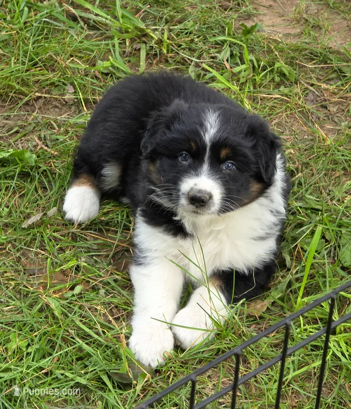 Black Tri FEMALE  – Australian Shepherd puppy for sale in White Cloud, MI