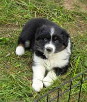 Black Tri FEMALE , a female Australian Shepherd for sale in White Cloud, MI – 1 of 3