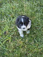 Black Tri female #1, a female Australian Shepherd for sale in White Cloud, MI – 3 of 7