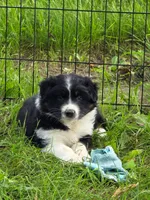 Black Tri FEMALE , a female Australian Shepherd for sale in White Cloud, MI – 2 of 3