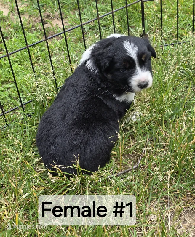 Black Tri female  – Australian Shepherd puppy for sale in White Cloud, MI