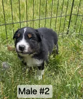 Black Tri male, a male Australian Shepherd for sale in White Cloud, MI – 4 of 6