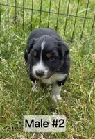 Black Tri male, a male Australian Shepherd for sale in White Cloud, MI – 3 of 6
