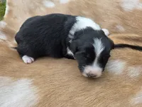 Black Tri female , a female Australian Shepherd for sale in White Cloud, MI – 5 of 6