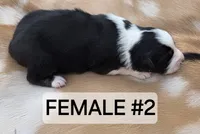 Black Tri female #2, a female Australian Shepherd for sale in White Cloud, MI – 2 of 6
