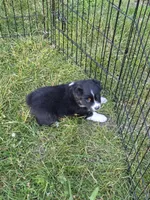 Black Tri male, a male Australian Shepherd for sale in White Cloud, MI – 2 of 6