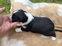 Black Tri female , a female Australian Shepherd for sale in White Cloud, MI – 6 of 6
