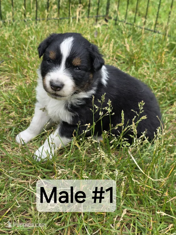 Black Tri male  – Australian Shepherd puppy for sale in White Cloud, MI