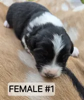 Black Tri female , a female Australian Shepherd for sale in White Cloud, MI – 2 of 6