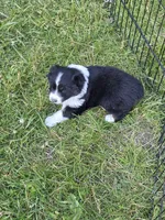 Black Tri female #1, a female Australian Shepherd for sale in White Cloud, MI – 2 of 7