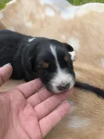 Black Tri male #2, a male Australian Shepherd for sale in White Cloud, MI – 3 of 6