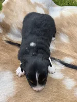 Black Tri male #2, a male Australian Shepherd for sale in White Cloud, MI – 5 of 6
