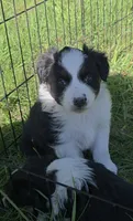 Black Tri female , a female Australian Shepherd for sale in White Cloud, MI – 3 of 4