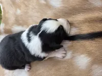 Black Tri female #2, a female Australian Shepherd for sale in White Cloud, MI – 6 of 6