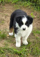 Black Tri female , a female Australian Shepherd for sale in White Cloud, MI – 2 of 4