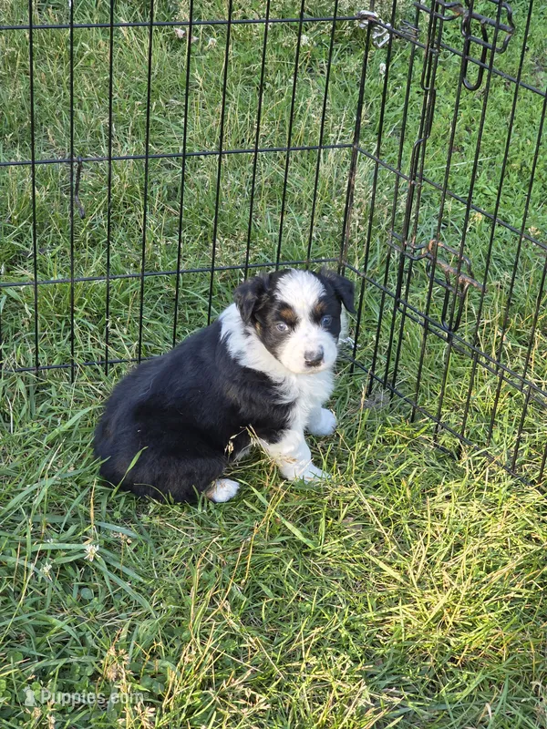 Black Tri female #2 – Australian Shepherd puppy for sale in White Cloud, MI