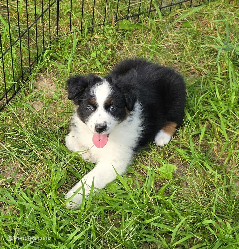 Black Tri female  – Australian Shepherd puppy for sale in White Cloud, MI