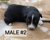 Black Tri male #2, a male Australian Shepherd for sale in White Cloud, MI – 2 of 6