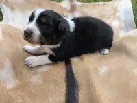 Black Tri male , a male Australian Shepherd for sale in White Cloud, MI – 5 of 6