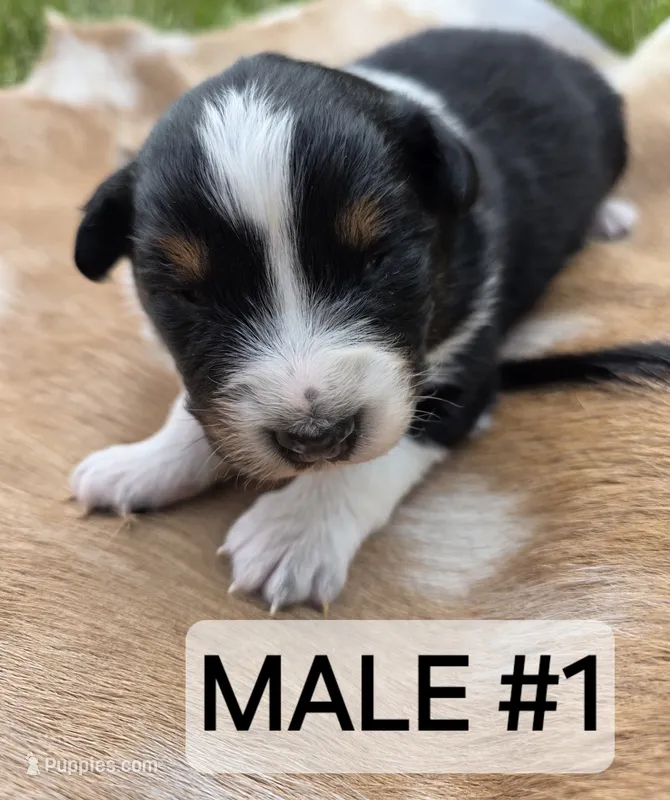 Black Tri male  – Australian Shepherd puppy for sale in White Cloud, MI