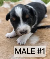Black Tri male , a male Australian Shepherd for sale in White Cloud, MI – 1 of 6