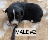 Black Tri male #2, a male Australian Shepherd for sale in White Cloud, MI – 1 of 6