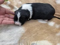 Black Tri female , a female Australian Shepherd for sale in White Cloud, MI – 4 of 6