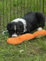 Black Tri FEMALE , a female Australian Shepherd for sale in White Cloud, MI – 3 of 3