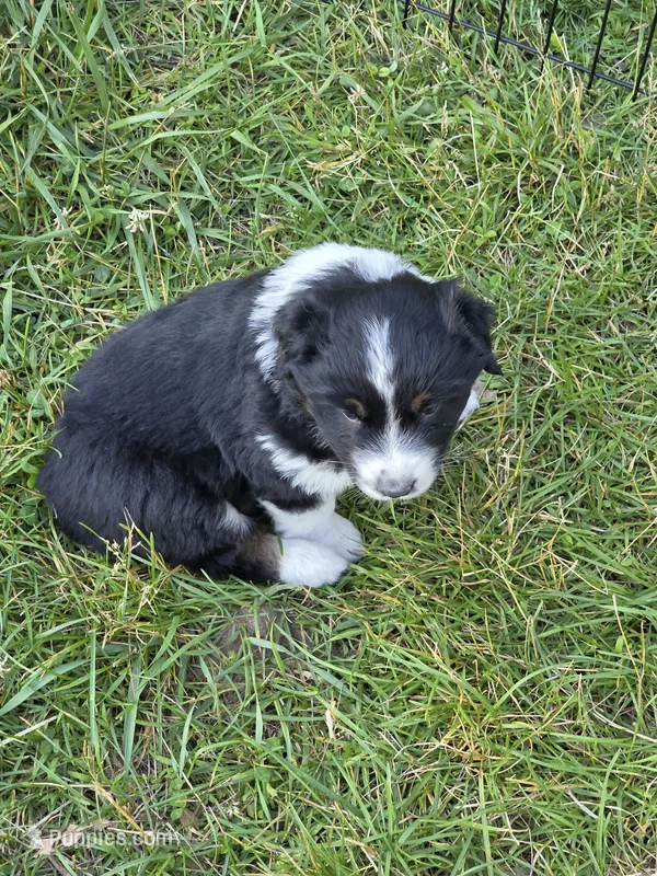 Black Tri female  – Australian Shepherd puppy for sale in White Cloud, MI