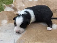 Black Tri female #2, a female Australian Shepherd for sale in White Cloud, MI – 5 of 6