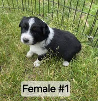Black Tri female #1, a female Australian Shepherd for sale in White Cloud, MI – 5 of 7