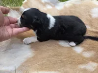 Black Tri male , a male Australian Shepherd for sale in White Cloud, MI – 6 of 6