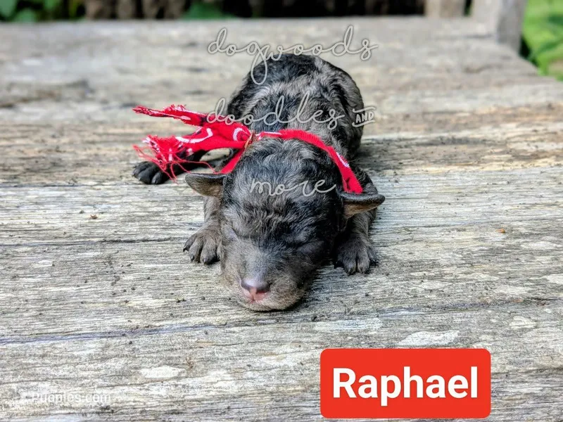 Raphael – Poodle - Miniature  puppy for sale in Ruston, LA