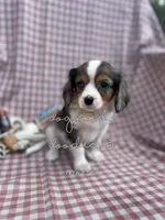 Mac, a male Cavalier King Charles Spaniel and Toy Australian Shepherd for sale in Ruston, LA – Photo 2 of 3
