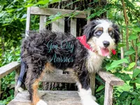 Thumper Blue eyed Tricolor, a male Miniature Bernedoodle and Miniature Aussiedoodle for sale in Ruston, LA – 3 of 3