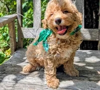 Donatello, a male Poodle - Miniature  for sale in Ruston, LA – 2 of 3
