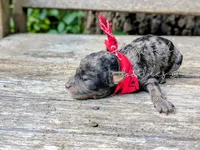 Raphael, a male Poodle - Miniature  for sale in Ruston, LA – 2 of 3
