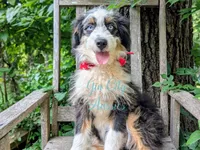 Thumper Blue eyed Tricolor, a male Miniature Bernedoodle and Miniature Aussiedoodle for sale in Ruston, LA – 2 of 3