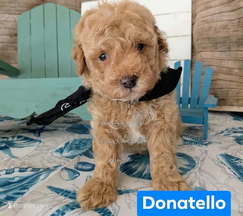 Donatello – Poodle - Miniature  puppy for sale in Ruston, LA