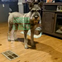 Gizmo, a male Giant Schnauzer for sale in Ruston, LA – Photo 3 of 6