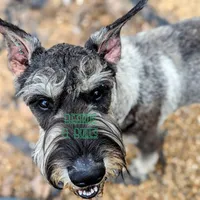 Gizmo, a male Giant Schnauzer for sale in Ruston, LA – Photo 2 of 6
